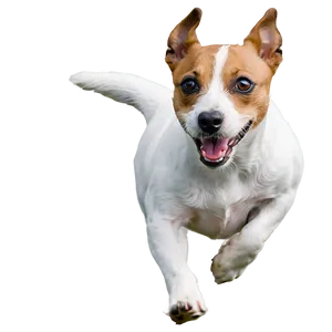 Jack Russell Terrier Running PNG 95 PNG