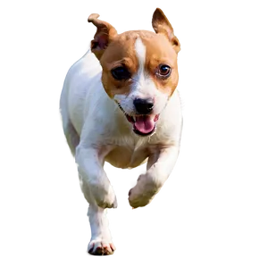Jack Russell Terrier Running PNG 98 PNG