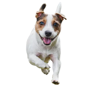Jack Russell Terrier Running PNG Wpy
