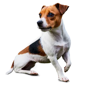 Jack Russell Terrier Side View Png Vek PNG image