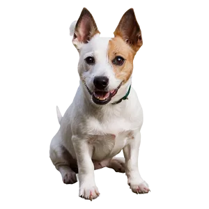 Jack Russell Terrier Sitting Png 6 PNG image