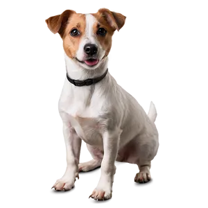 Jack Russell Terrier Standing PNG Ced