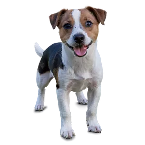 Jack Russell Terrier Standing PNG Qny PNG