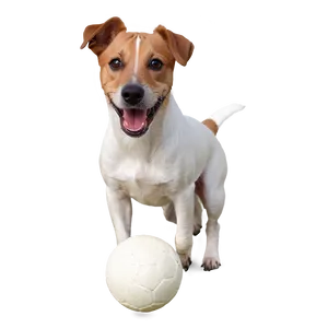 Jack Russell With Ball PNG Xwp53 PNG
