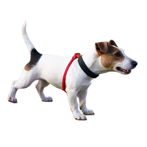 Jack Russell With Leash Png 52 PNG image