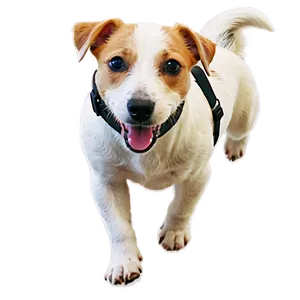 Jack Russell With Leash PNG Gkv PNG