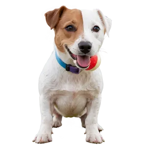 Jack Russell With Toys Png 10 PNG image