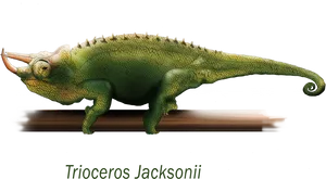 Jacksons Chameleon Triocerosjacksonii PNG image