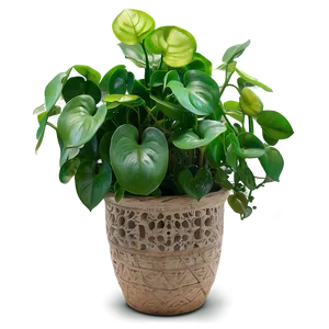 Jade Pothos Maintenance Guide Png 46 PNG image