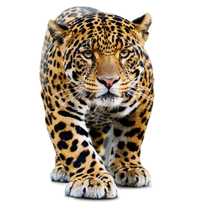 Jaguar Animal Png 1 PNG image