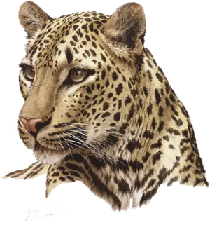 Jaguar Portrait Artwork