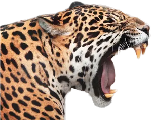 Jaguar Yawning Close Up