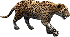 Jaguarin Stride