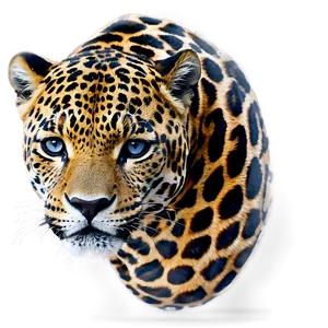 Jaguars And Global Warming PNG 06252024 PNG