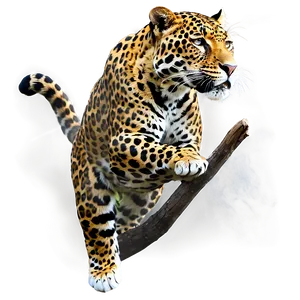 Jaguars And Global Warming PNG 84 PNG