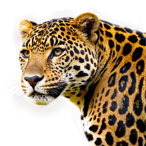 Jaguars Conservation Efforts PNG 22 PNG