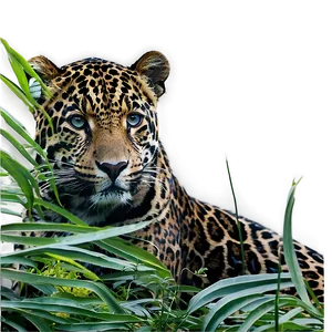 Jaguars In Dense Forest PNG 06252024 PNG
