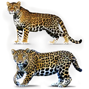 Jaguars In The Wild Png Jqx PNG image