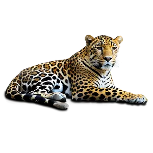 Jaguars In Zoos PNG 06252024 PNG