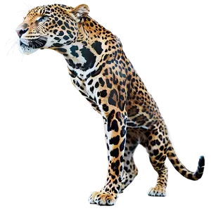 Jaguars Mating Rituals Png 06252024 PNG image