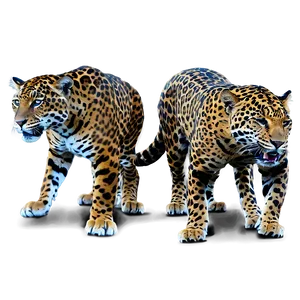 Jaguars Social Behavior Png 06252024 PNG image