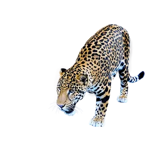 Jaguars Social Behavior PNG Bko PNG