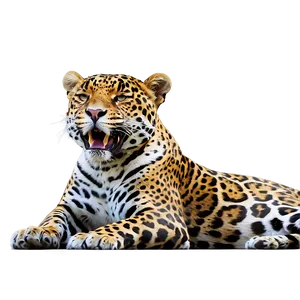 Jaguars Sunbathing Png Fng PNG image