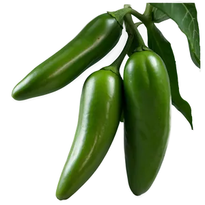 Jalapeno Pepper Plant PNG 06132024