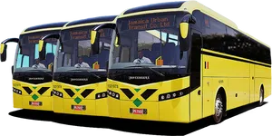 Jamaica Urban Transit Buses PNG image