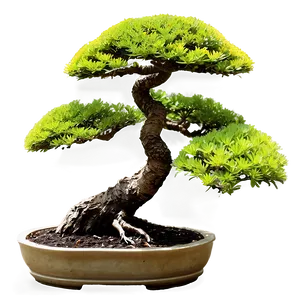 Japanese Bonsai Tree Png 06202024 PNG image