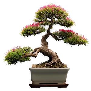 Japanese Bonsai Tree Png 06202024 PNG image