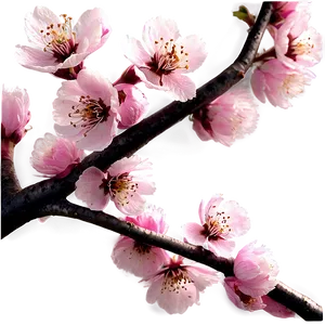 Japanese Cherry Blossom Png 06132024 PNG image