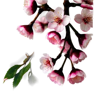 Japanese Cherry Blossom Png 81 PNG image