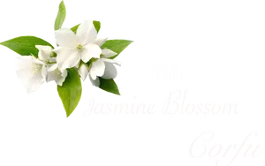 Jasmine Blossom Villa Corfu PNG image
