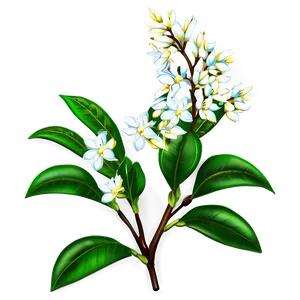Jasmine Flower Bush PNG Dlc PNG