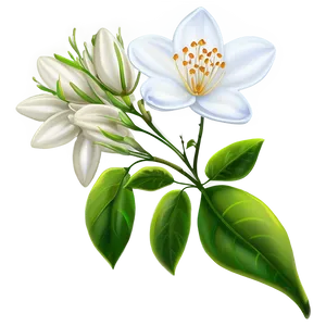 Jasmine Flower Drawing PNG 05252024
