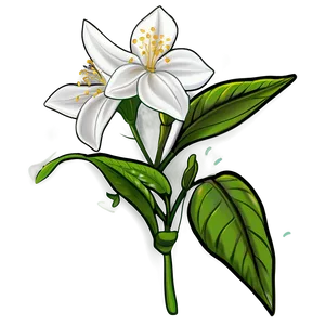 Jasmine Flower Drawing PNG Ody9