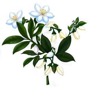 Jasmine Flower Transparent PNG 70