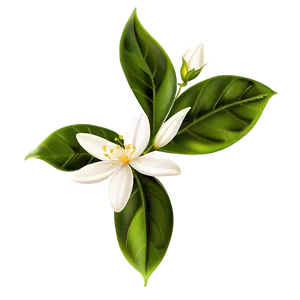 Jasmine Flower Transparent PNG Wjh52 PNG