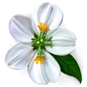 Jasmine Night Flower PNG Dqf