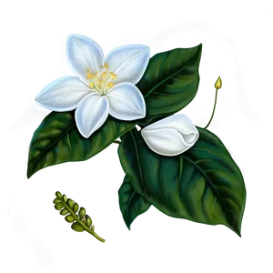 Jasmine Night Flower PNG Esy97
