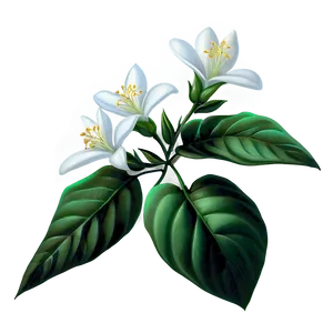 Jasmine Night Flower PNG Gph65