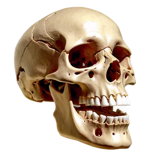 Joints And Ligaments Of Skeleton PNG 33 PNG