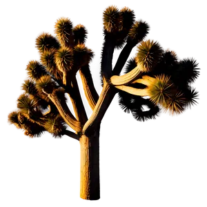 Joshua Tree A