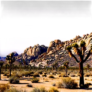 Joshua Tree Aerial View PNG 44