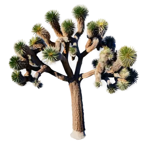 Joshua Tree Aerial View PNG Bbe30 PNG