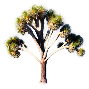 Joshua Tree Aerial View PNG Tjr78 PNG