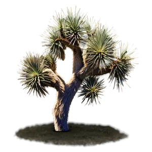 Joshua Tree B