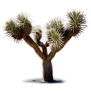 Joshua Tree C