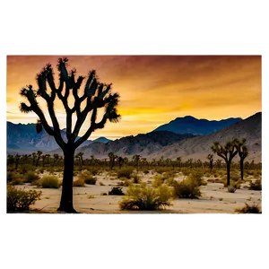 Joshua Tree During Sunset PNG 06262024